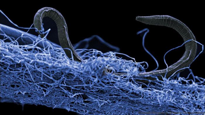 Nematode from the Kopanang Gold Mine, South Africa