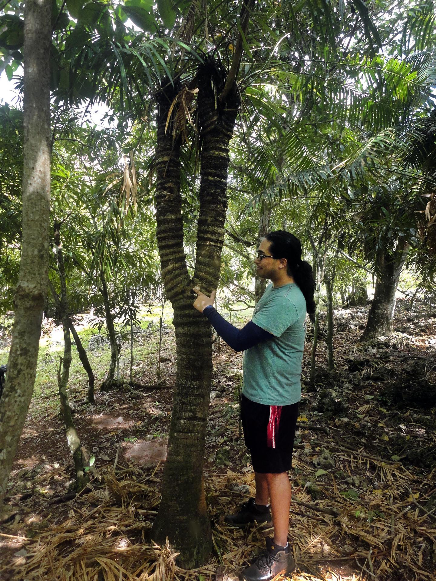 Male cycad isotomous
