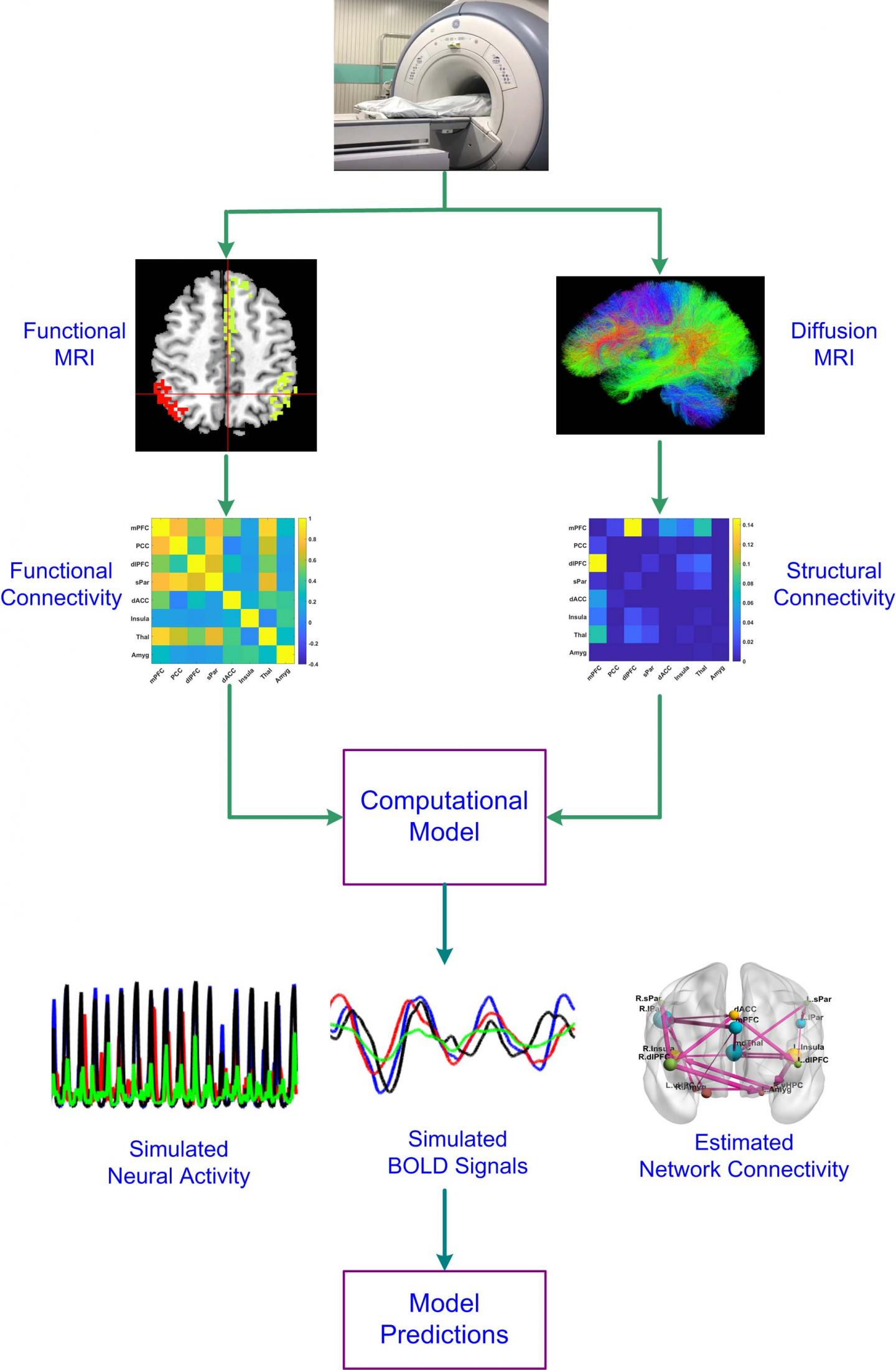 Imaging Reveals Pathways Behind Depression