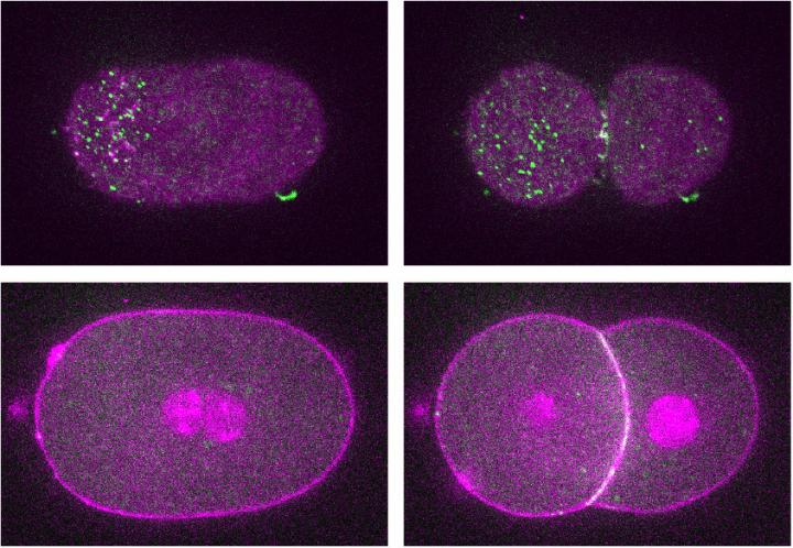 Stability Without Junctions Figure