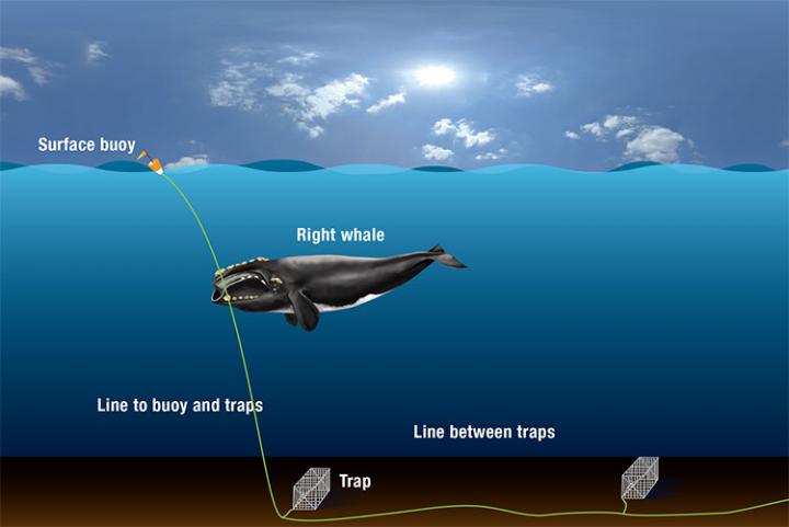 How North Atlantic Right Whales Get Entangled in Fishing Gear