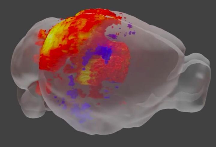 Whole-Brain Activity Map During the Optokinetic Reflex
