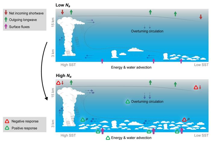 Cloud–circulation coupling under clean and polluted conditions