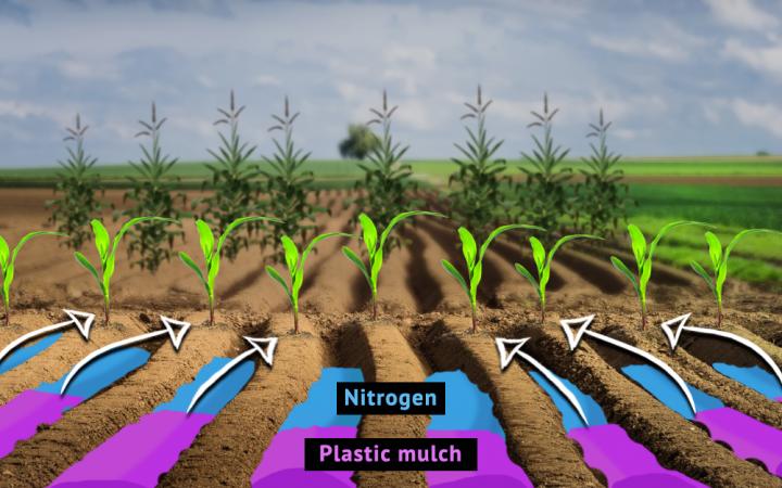 RUDN Pedologists Studied the Combined Effect of Nitrogen-Containing Fertilizers and Plastic Mulching