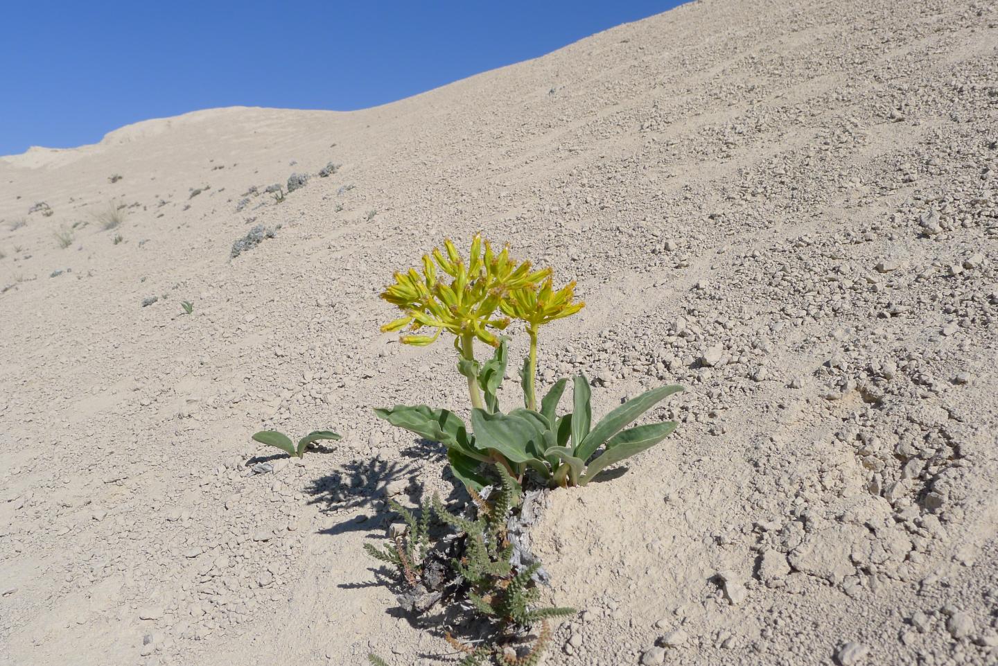 Rare Wyoming Plant