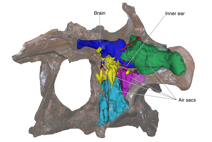 Reconstructed Daspletosaurus braincase