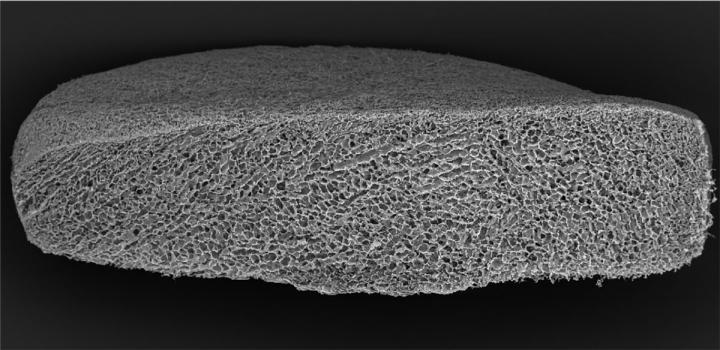 An SEM Cross-Section of the Injectable Sponge