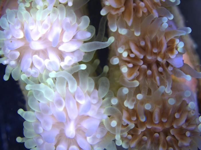 Adult Coral Can Handle More Heat And Keep Gro 