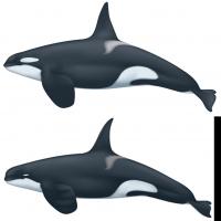Type D Killer Whale Illustrations
