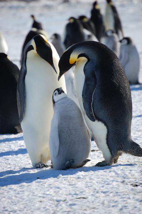 Emperor penguins adults and chick