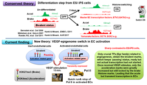 Newly categorized bivalent mark in VEGF stimulated endothelial cells