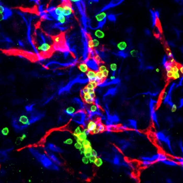 HeX-Embryoid model blood cells and vessels