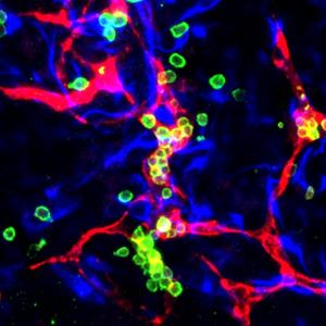 HeX-Embryoid model blood cells and vessels