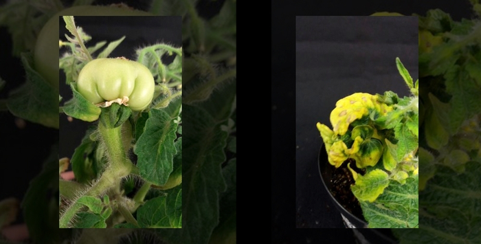 Micro Tom Tomatoes Infected By Image Eurekalert Science News Releases 