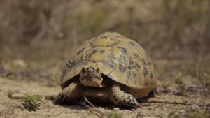 Spur-thighed tortoise (Testudo graeca).