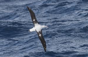 Southern Royal Albatross