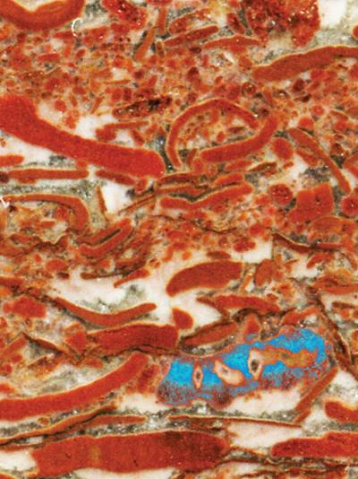 Limestone Rock Containing Fossils