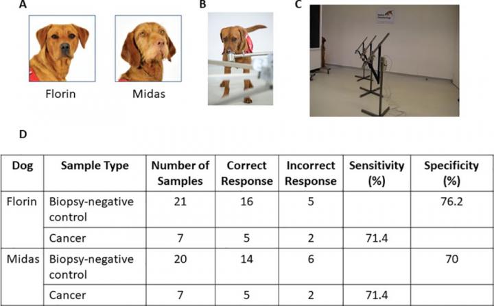 Learning from prostate cancer-detecting dogs to improve diagnostic tests