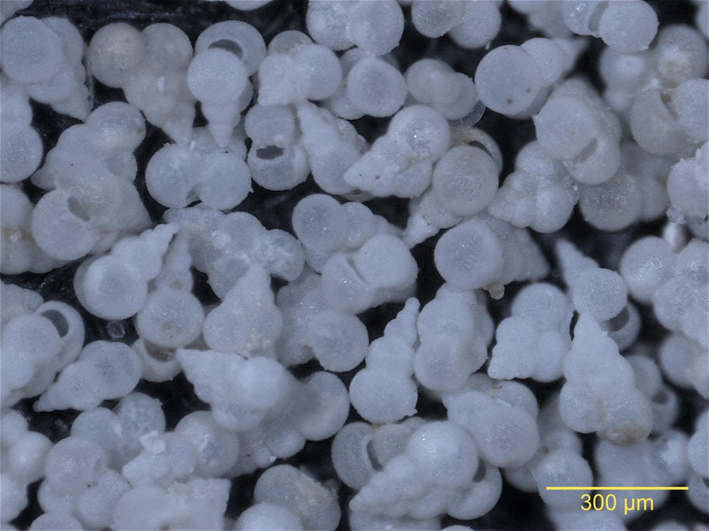 <i>Heterohelix globulosa foraminifera</i> 