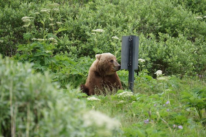 Bear reads a sign?