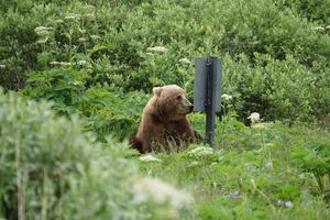 Bear reads a sign?