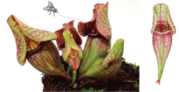 Pitcher-Shaped Leaves of a Carnivorous Plant, <i>Sarracenia purpurea</i>