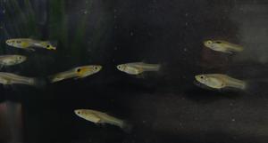 Trinidadian guppies