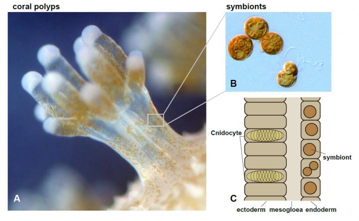 Coral polyps and their symbionts