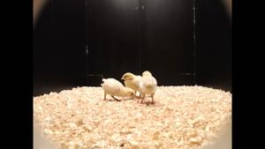 Chicks playing