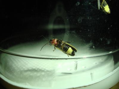 A New Look at Firefly Romance