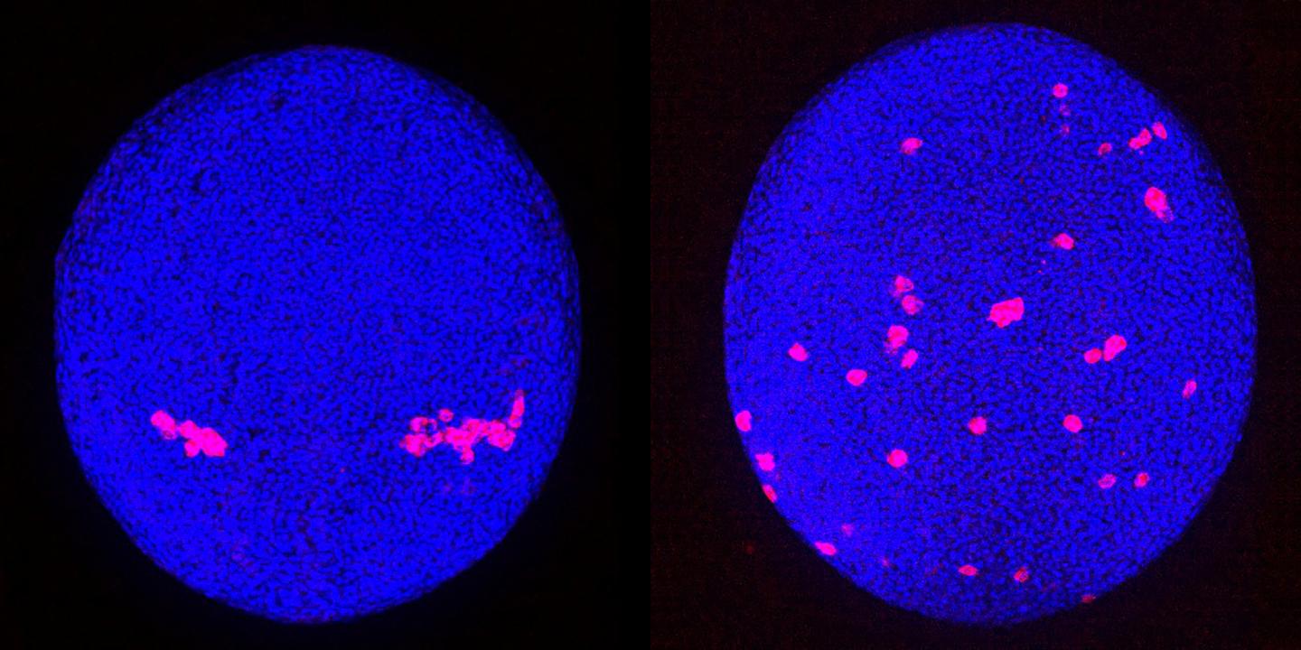 Primordial germ cells