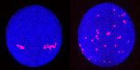 Primordial germ cells