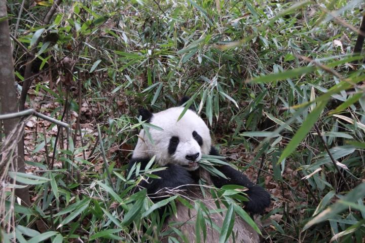 Wild Panda Feeding on Bamboo Leaves