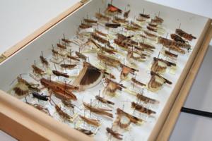 Grasshopper collection