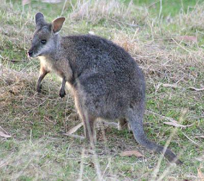 Tammar Wallaby (1 of 2)
