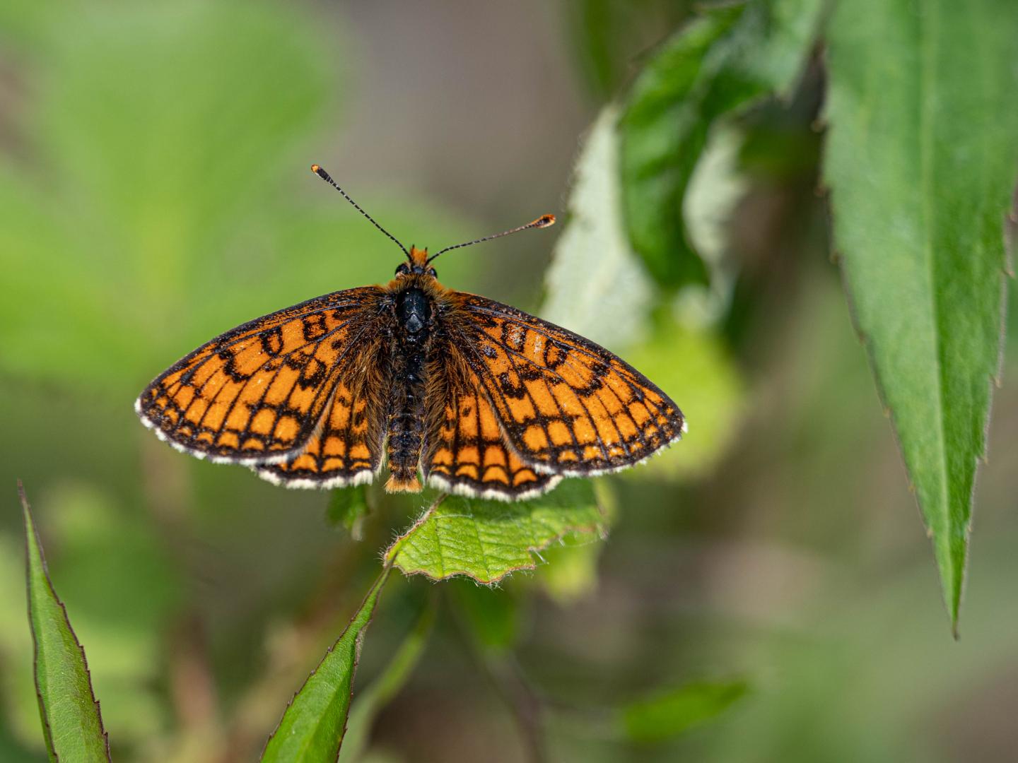 Western Fritillary (<em>Melitaea parthenoides</em>)