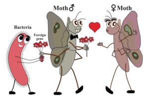 Insects use genes from bacteria for courtship