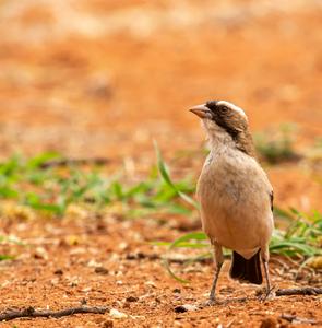 White-browed sparrow weaver