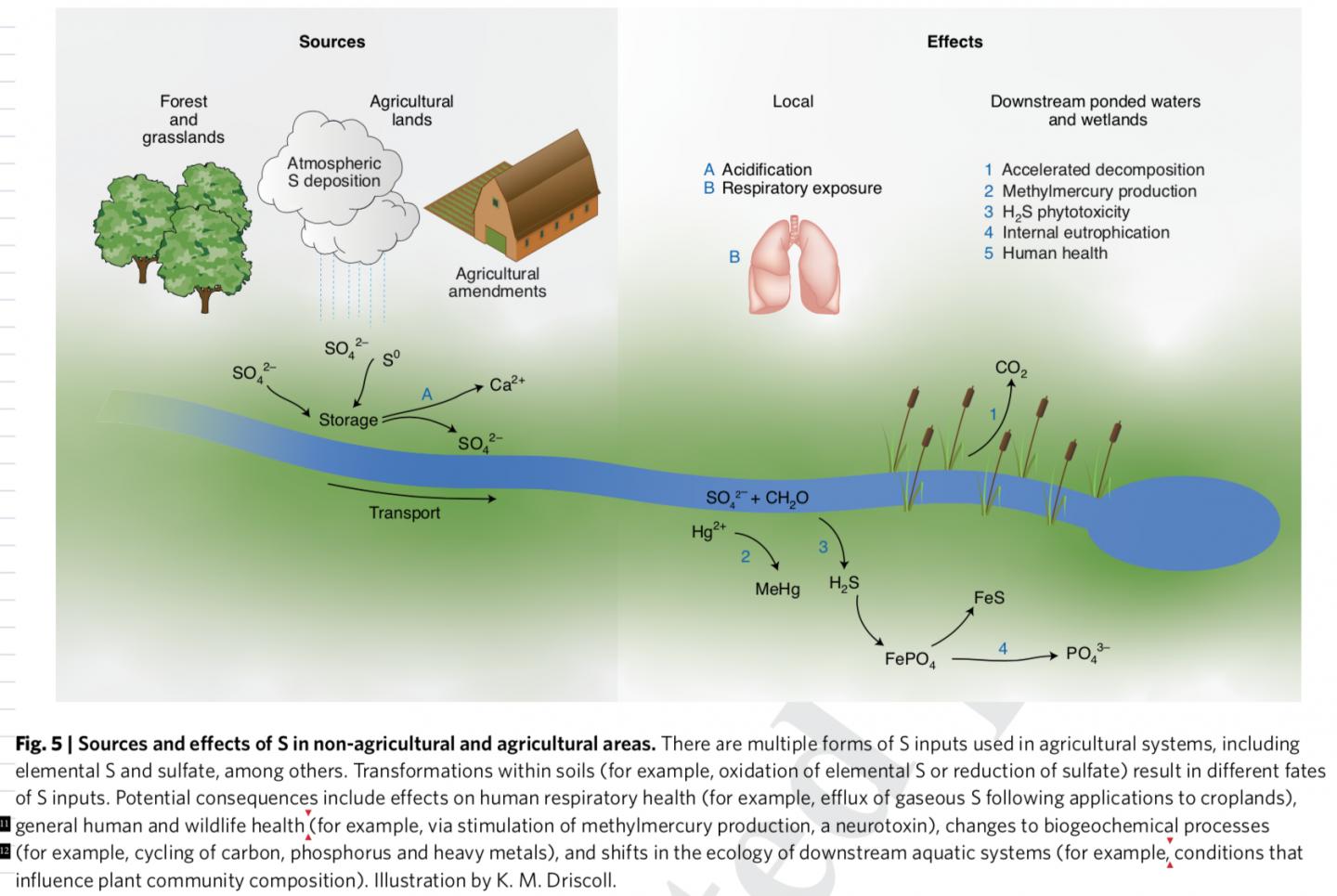 Sources and Effects of Sulfur in Non-Agricultural and Agricultural Areas