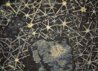 Fossilized Sponge Spicules from the Middle Cambrian Mount Cap Formation, NW Canada