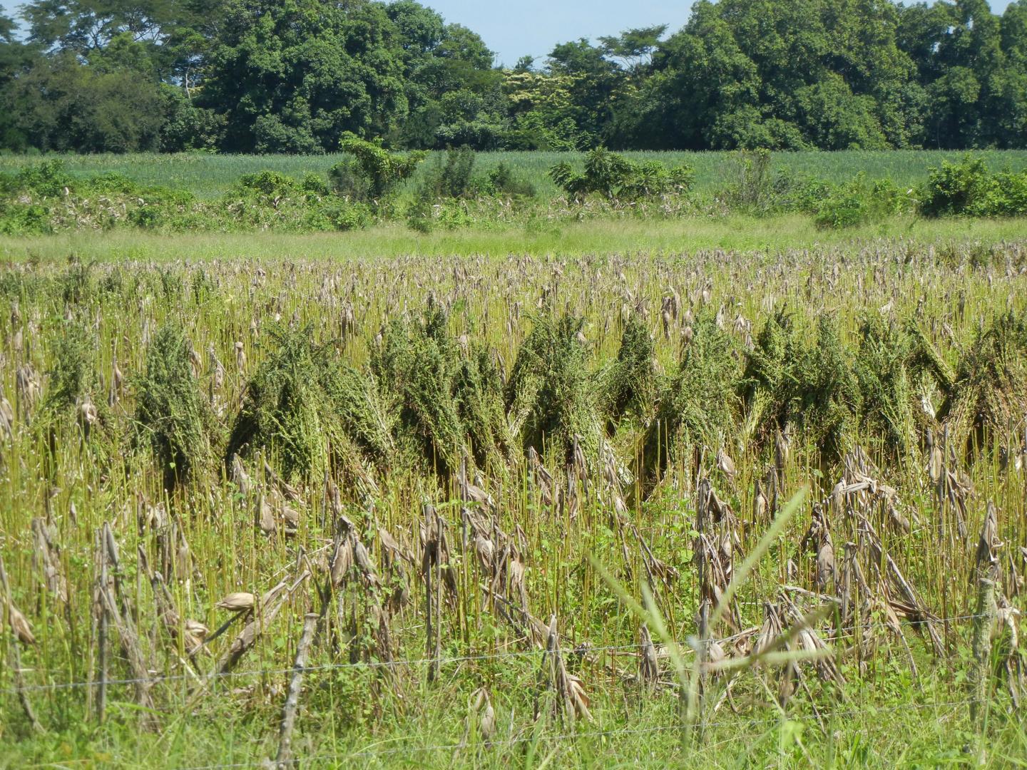 Sesame Drying in Reu Guatemala