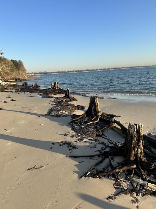 Wetland erosion, Towra Point Sydney