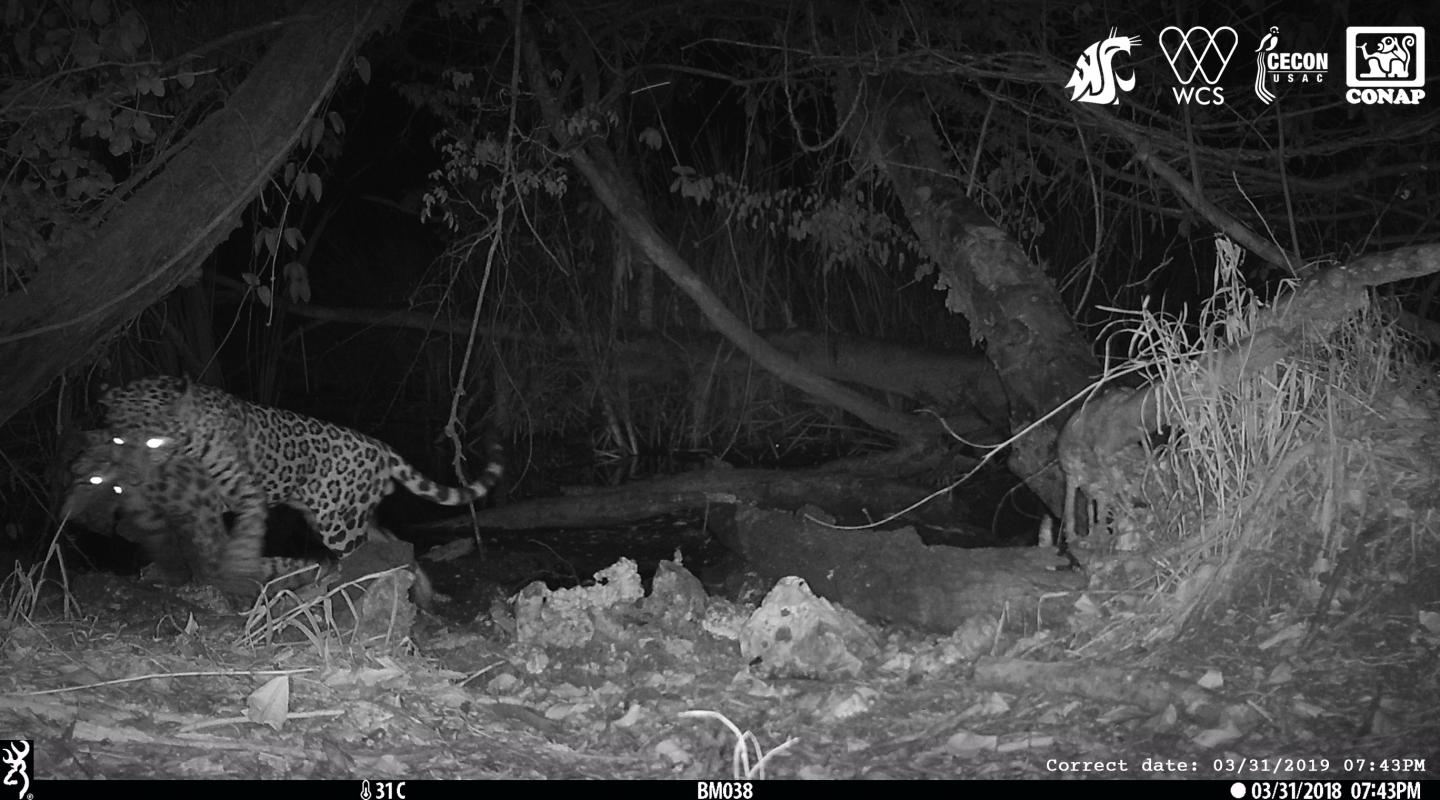 Jaguar killing ocelot