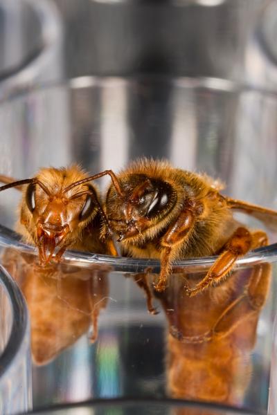Worker Bee and Queen Bee Development Impacted by Nutrition