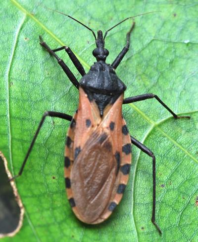 A Kissing Bug