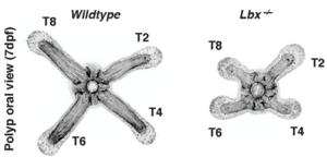 Comparison of morphological difference