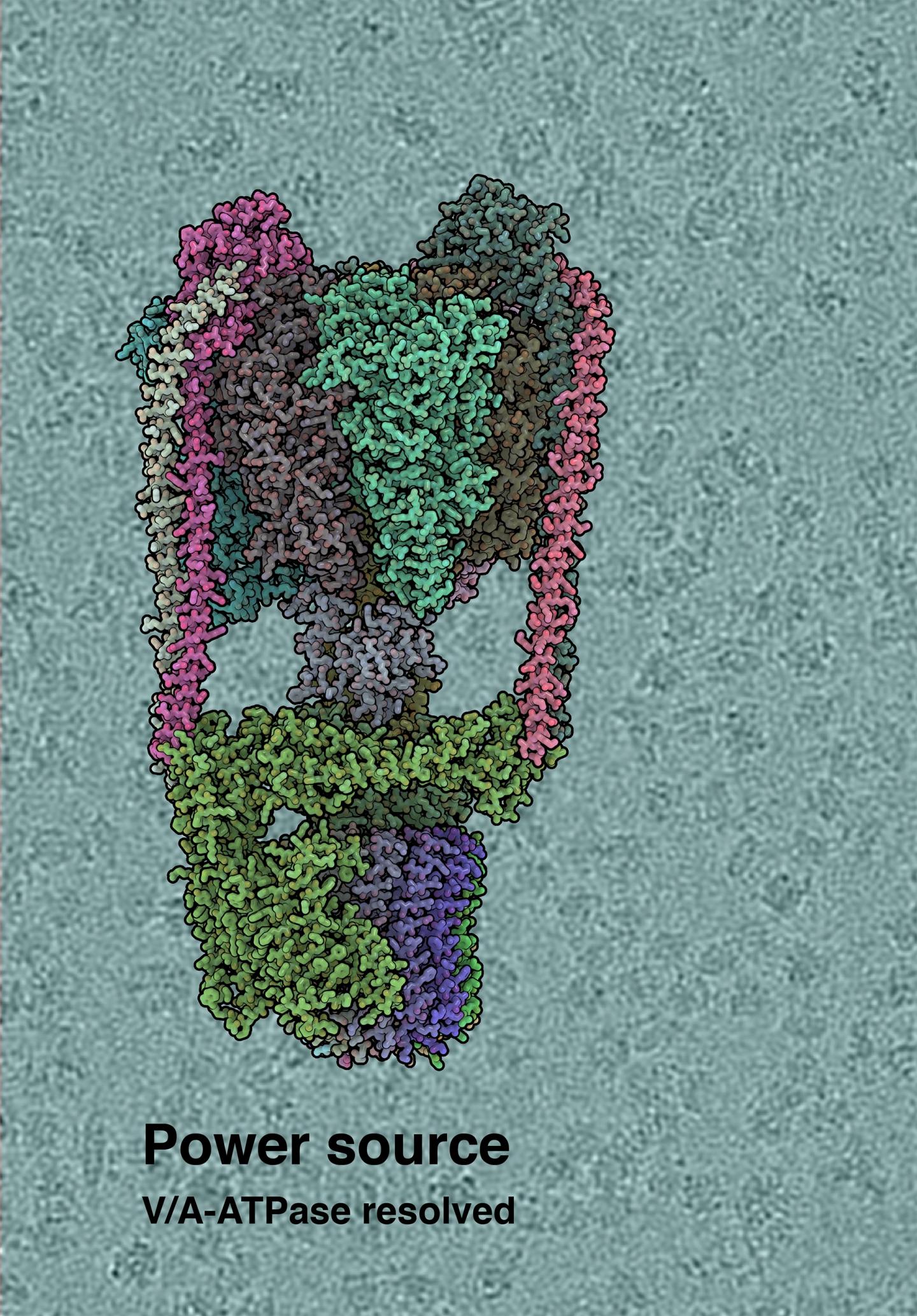 Kryo-EM Struktur der T. thermophilus V/A-type ATP Synthase