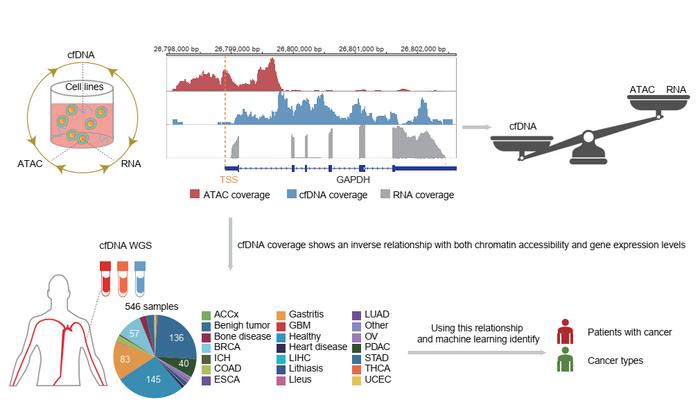 Uncovering chromatin accessibi [IMAGE] Biology Diagrams