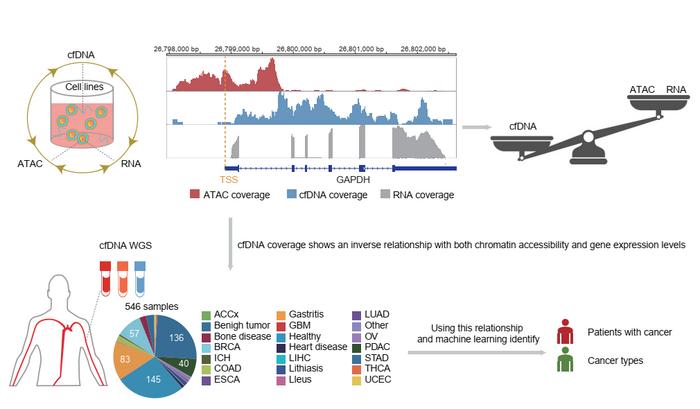 Uncovering chromatin accessibility and cancer diagnostic potential via cell-free DNA utilization