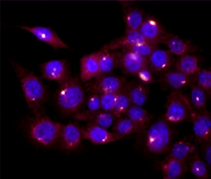 Antibody Internalization